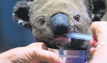 Avustralya, koalayı koruma listesine aldı