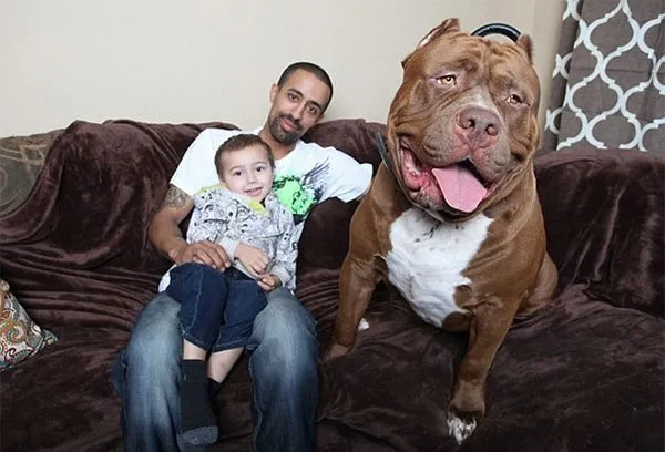 En büyük köpekler