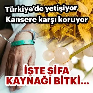 Kansere karşı koruyor! İşte şifa kaynağı bitki...