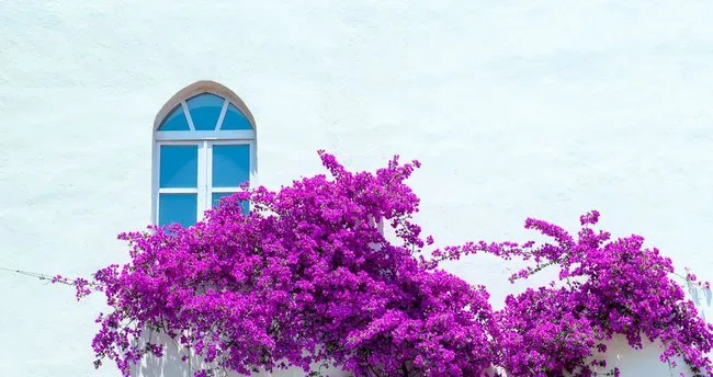 begonvil nasil cogaltilir begonvil