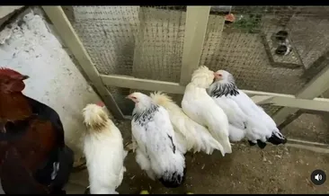 Mahalleliden horoz şikâyeti