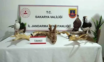 Hayvanat bahçesi gibi ev: Çıkanlar hayrete düşürdü! #sakarya