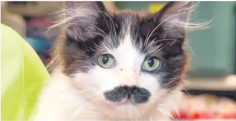 sabah