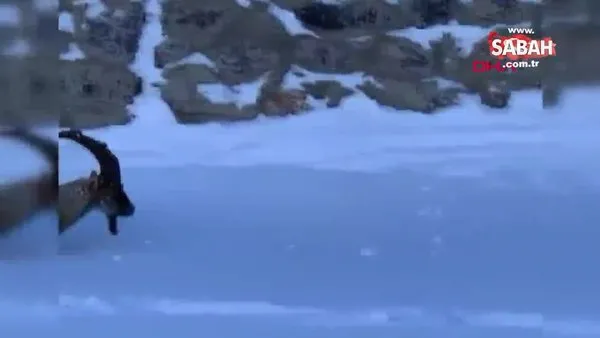 Hakkari'de yaban keçisinin karla mücadelesi böyle görüntülendi | Video