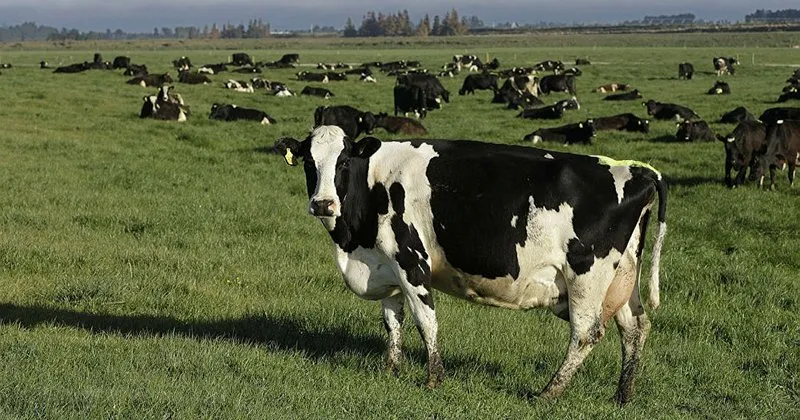 ruyada inek gormek ne anlama gelir son dakika haberler
