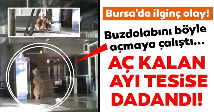 Son dakika haberi: Bursa’da ilginç olay! Aç kalan ayı girdiği tesisin buzdolabına dadandı