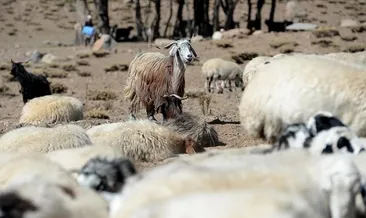 Küçükbaş hayvan sayısı 53,3 milyon oldu