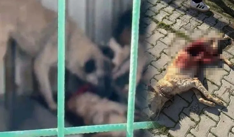 SON DAKİKA... Bursa’da aç kalan köpekler birbirini yemişti: CHP’li belediyenin barınağında kan donduran mama gerçeği!