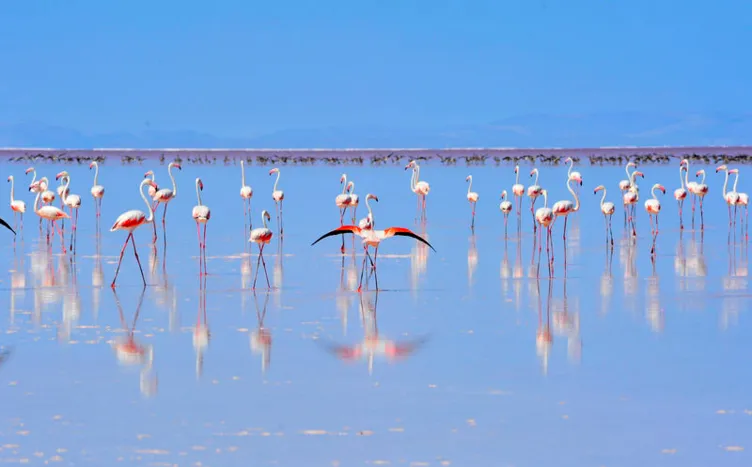 Dünyanın en büyük flamingo kolonisi Tuz Gölü’nde