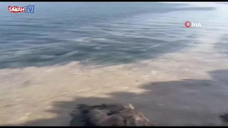 Gemlik'te müsilaj paniği | Video