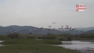 Aydın’da flamingolardan görsel şölen | Video