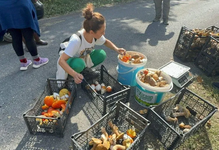 Kova kova toplayıp Avrupa’ya gönderiyorlar: Kilosu cep yakıyor!