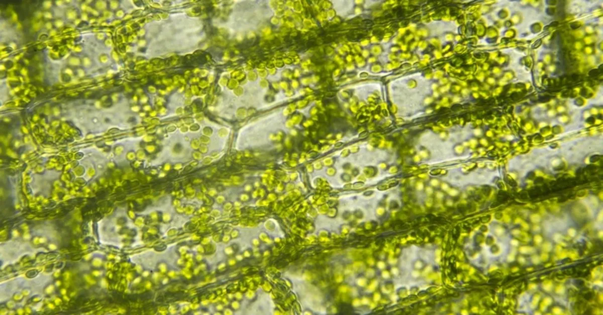 bitki hucresinde bulunan organeller nelerdir bitki hucresi organelleri ozellikleri ve hayvan hucresinden farklari egitim haberleri