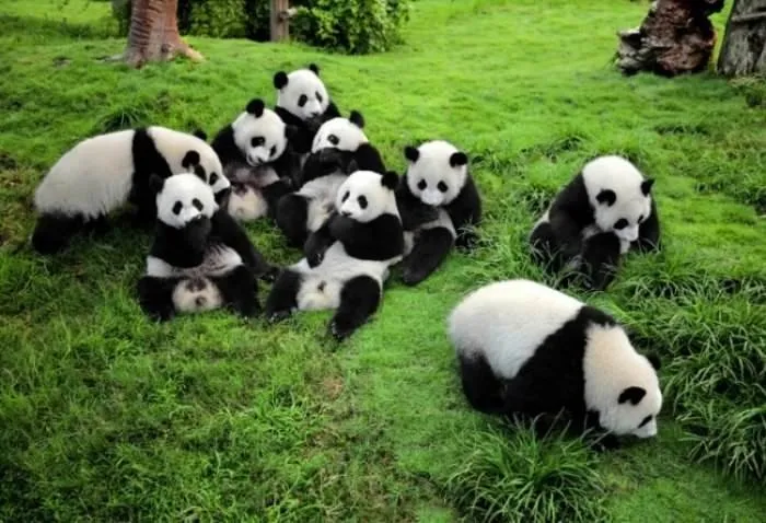 Pandaların birbirinden sevimli halleri