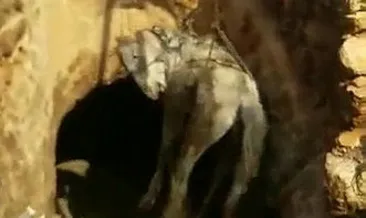Mağaraya düşen at kurtarıldı