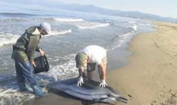 İzmir’de hamile yunus hüznü