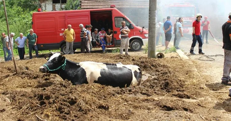 Yangından kaçan inek tezek yığınına saplandı