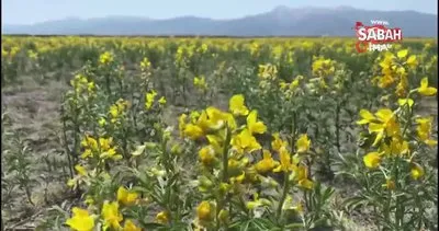 Bu çiçeği izinsiz koparmanın cezası 73 bin TL | Video