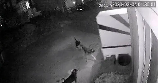Sokak köpekleri, baba- oğlun korkulu rüyası oldu Sokak köpekleri, baba- oğlun korkulu rüyası oldu