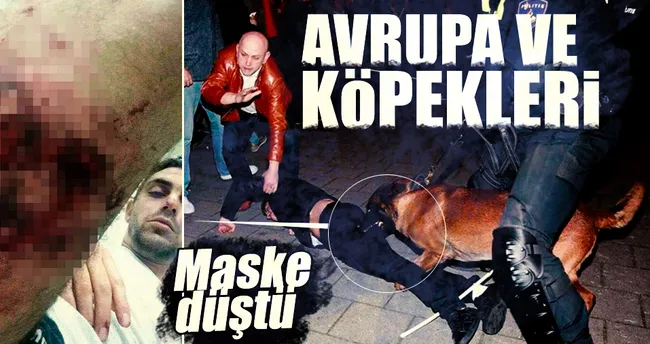 Avrupa ve köpekleri!