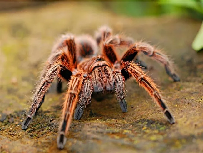 internette-yasa-disi-tarantula-satisi-cezasi-60-bin-tl-1741003851093.jpg