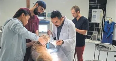 Köpeğe bel fıtığı ameliyatı