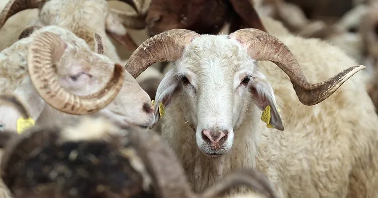 Kurban öncesi şefkat ve hijyen uyarısı