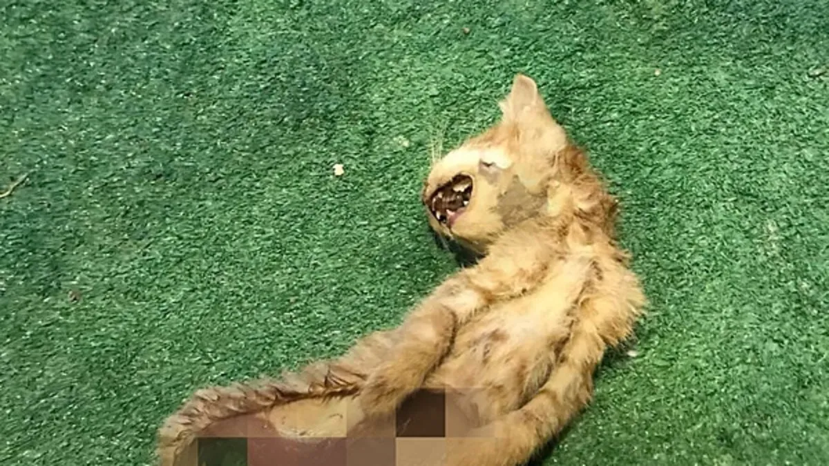 Zonguldak'ta kan donduran olay! İki kedi iç organları çıkarılmış halde bulundu