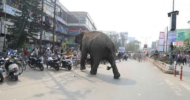 Hindistan’da fil 14 kişiyi öldürdü