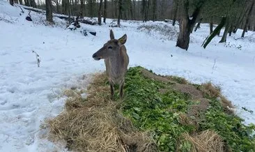 Kış şartlarında ormandaki geyikler için 98 bin 500 ton yem bırakıldı