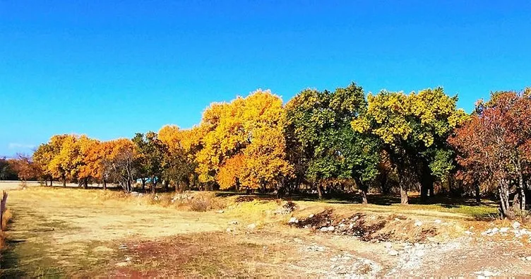 Edremit’te kış öncesi renk cümbüşü