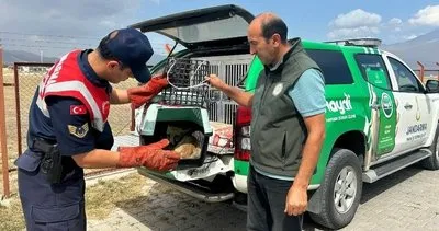 Ağrı'da bitkin düşen tilki, Jandarmanın hassas müdahalesiyle kurtarıldı #agri
