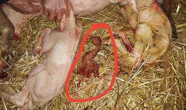 Koyunun cansız doğurduğu şey şoke etti