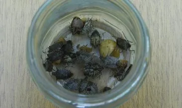 Karadeniz’de fındık için yeni tehdidin adı ’kahverengi kokarca’ böceği
