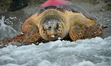 Uydudan izlenen Caretta Likya Tunus’da