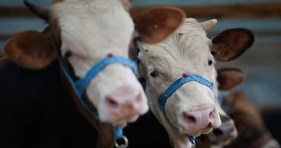 Kurban Bayramı ne zaman, ayın kaçında? 2026 Resmi tatiller belli oldu! İşte, Kurban Bayramı tarihi