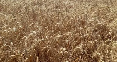 Tekirdağ’da 354 bin dönümde buğday hasadı başladı #tekirdag