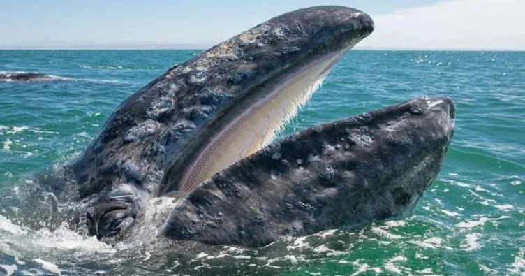 Kameralara poz veren balina