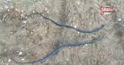 SON DAKİKA: Siirt’te vatandaşları korkutan yılan istilası kamerada | Video