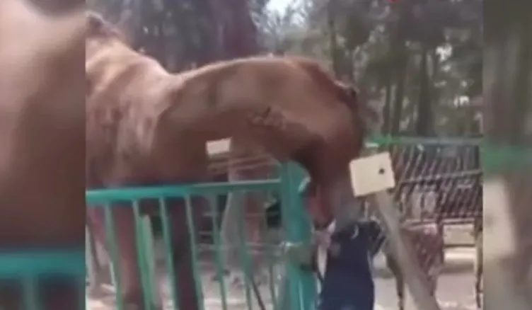 Hayvanat bahçesinde korkunç görüntül: Deve çocuğun kafasını ısırıp havaya kaldırdı!