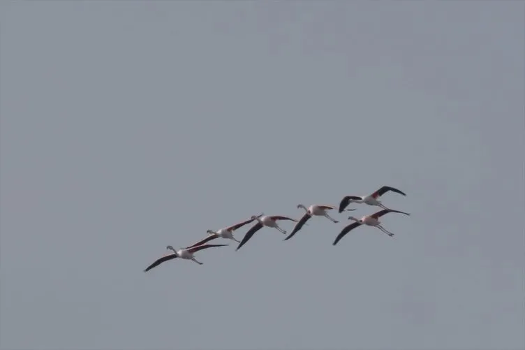 Flamingoların zorlu yolculuğu