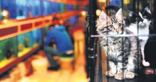 Pet shop sahiplerine sertifika eğitimi zorunlu