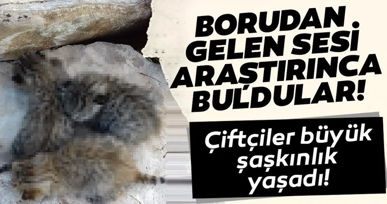 Su borusundan gelen sesi araştıran çiftçiler, yaban kedisi yavrularını buldu