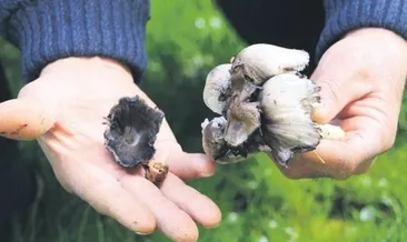 Dikkat! Mantar can alıyor: Üç şehirden üç kötü haber...