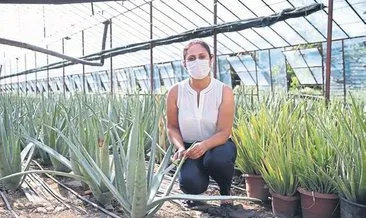 Mucize bitki aloe vera