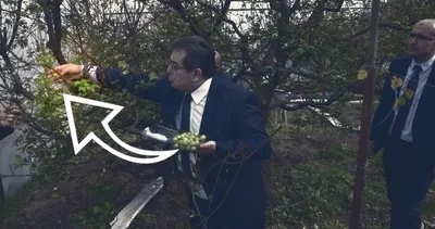 Kilosu tamı tamına 150 dolar ediyor! Çiftçilerin yüzü güldü: Hasat gerçekleşiyor