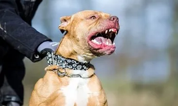 Köpek saldırısında sağlık müdürüne soruşturma izni #izmir