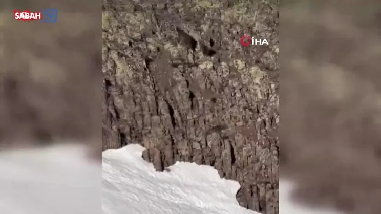 Malatya’da ayı ve yavrusu görüntülendi