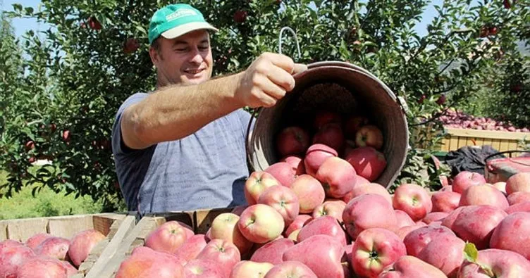 Türkiye’nin elma bahçesi Isparta’da, hasat devam ediyor