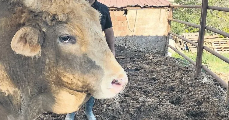 Bir günde 14 bin acemi kasap hastanelik oldu